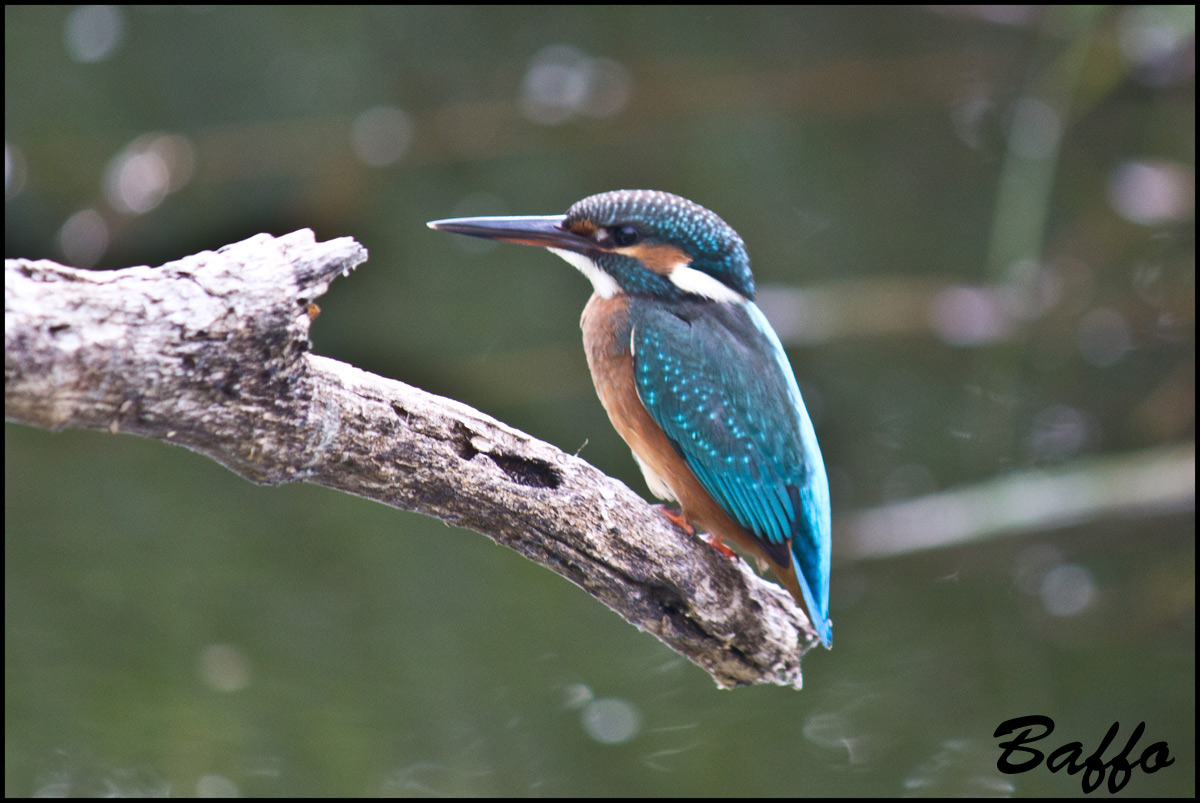 E anche il mio Martin